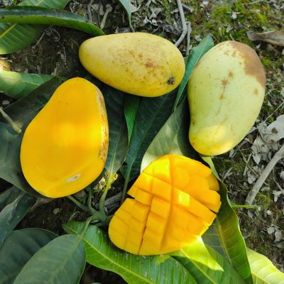 Katimon Mango